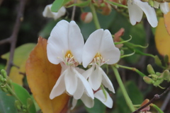 Baphia massaiensis, photograph author not stated, no rights reserved