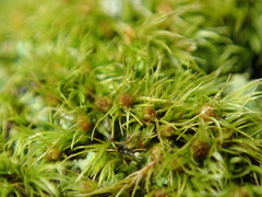 Dicranum viride