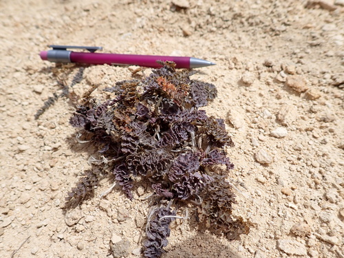 Gingidia enysii, 2025-11-08