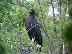 Great Black Hawk photo 3