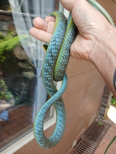 Common Tree Snake sighting