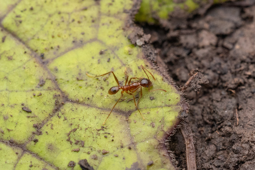 Pheidole feaePheidole feae