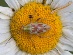 Calocoris roseomaculatus