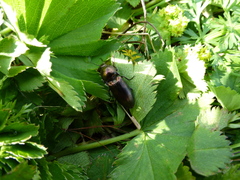 Selatosomus aeneus