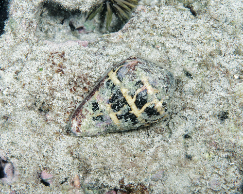 Conus ebraeus observed 2025-11-02