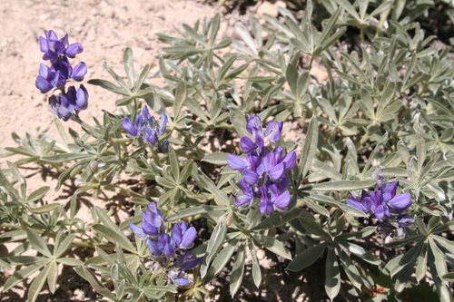 Satin lupine (Lupinus obtusilobus)