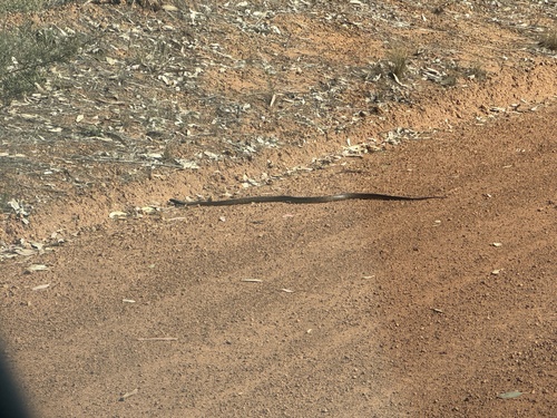 Western Brown Snake sighting