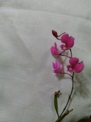 Comparettia falcata