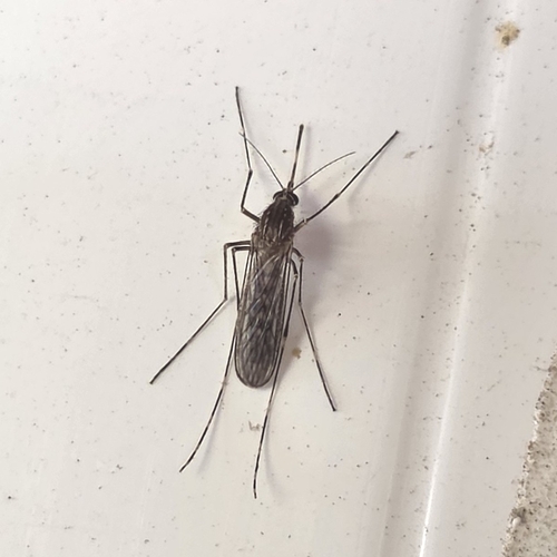Unknown species found near Orchard Dr @ 2641 S, Bountiful, UT 84010, USA