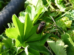 Selatosomus aeneus
