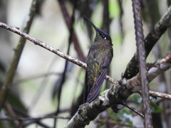 Heliodoxa leadbeateri