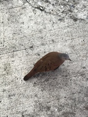 Columbina talpacoti