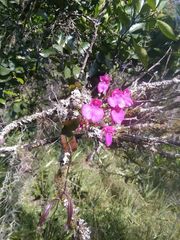 Comparettia falcata