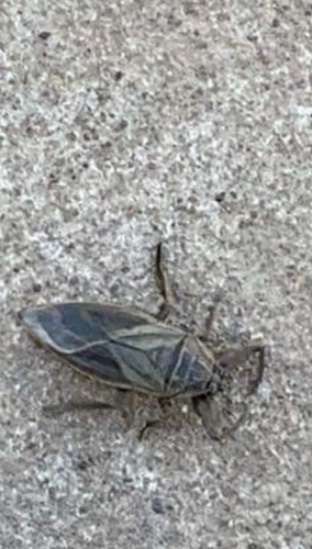 African Giant Water Bug
