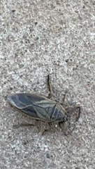 Lethocerus cordofanus