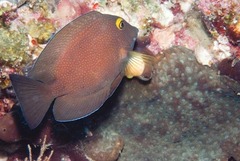 Ctenochaetus truncatus