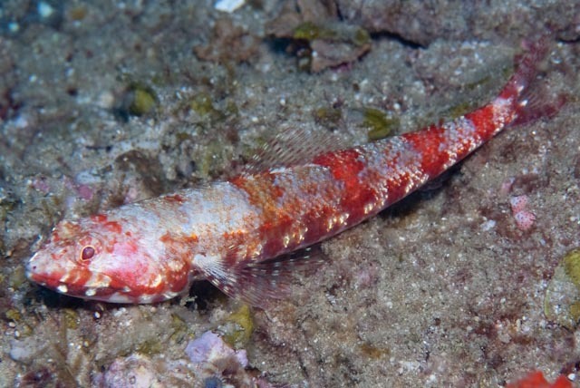 Randall's Lizardfish