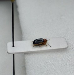 Cryptocephalus rufipes