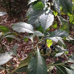 Solanum