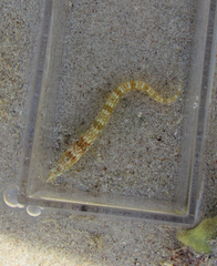 Chaenopsis alepidota