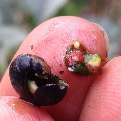 Solanum