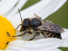Megachile lapponica