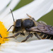 Megachile lapponica - Photo (c) Vladimir Bryukhov, alguns direitos reservados (CC BY-NC), uploaded by Vladimir Bryukhov
