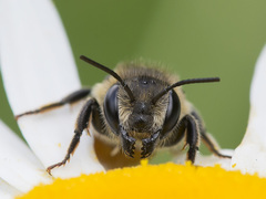 Megachile lapponica