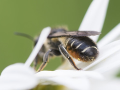 Megachile lapponica