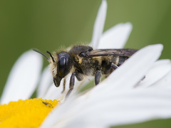 Megachile lapponica