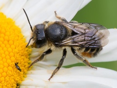 Megachile lapponica