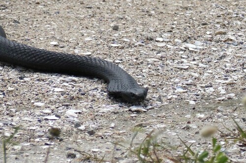 Tiger Snake sighting