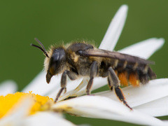 Megachile lapponica