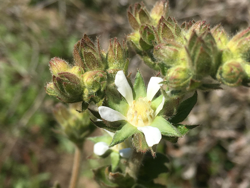 Horkelia cuneata var. sericea
