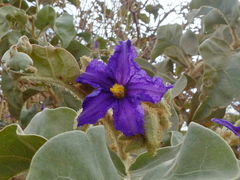 Solanum falciforme