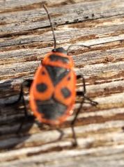 Pyrrhocoris apterus