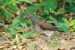 Patagioenas speciosa