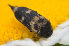 Variimorda villosa