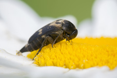 Variimorda villosa