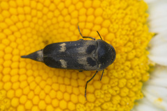 Variimorda villosa
