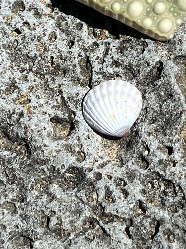 Pleuromeris zelandica, 2025-11-06