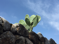 Opuntia ficus-indica