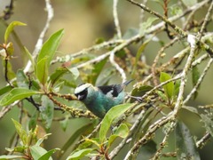 Tangara labradorides