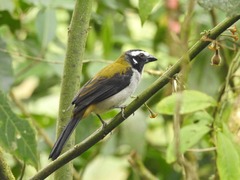 Saltator atripennis
