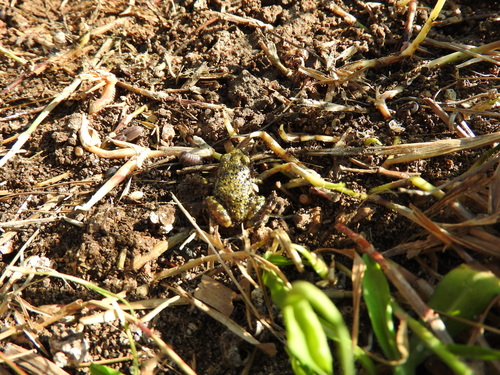 Big-eared Chirping Frog, Eleutherodactylus verrucipes