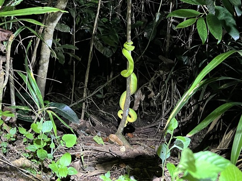 Southern Green Python sighting