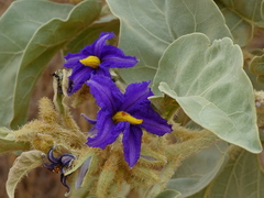 Solanum falciforme