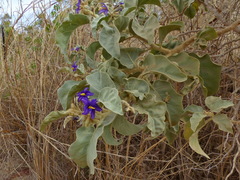 Solanum falciforme