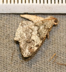 Macaria granitata