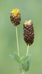 Trifolium spadiceum